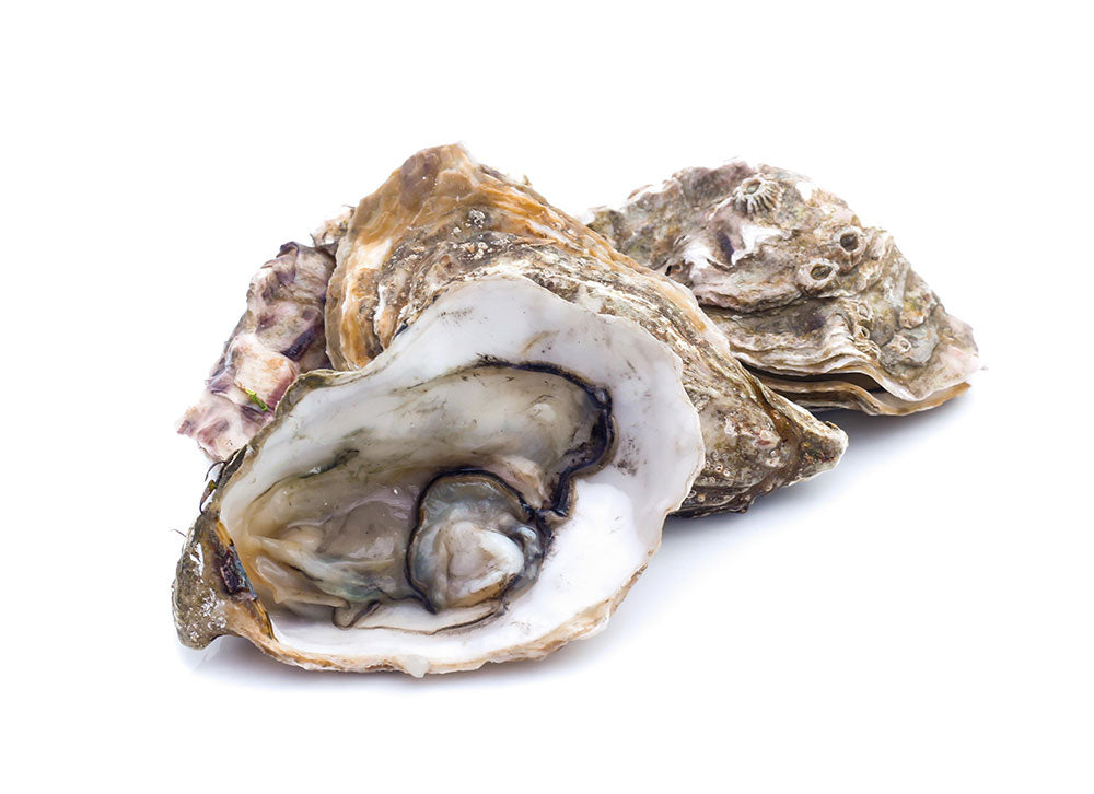 Oysters (BC)