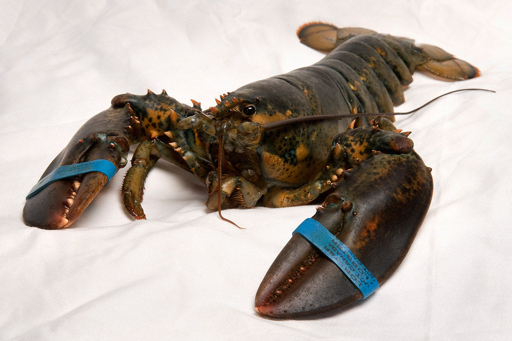 Live Atlantic Canadian Lobster - Price per Lobster