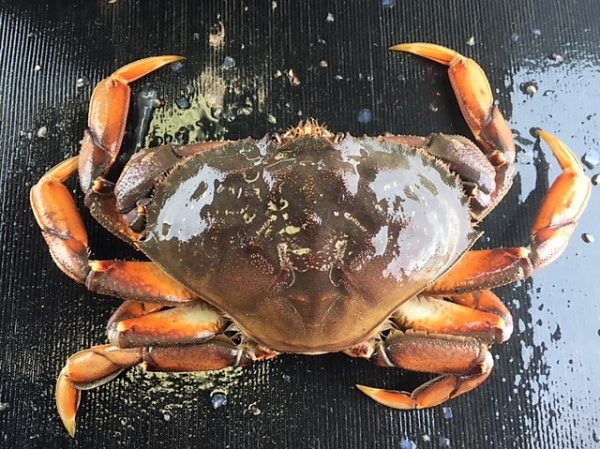 Dungeness Crab (BC)