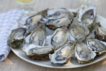 将图片加载到图库查看器，Live East Coast Premium Small Choice Oysters (PEI)
